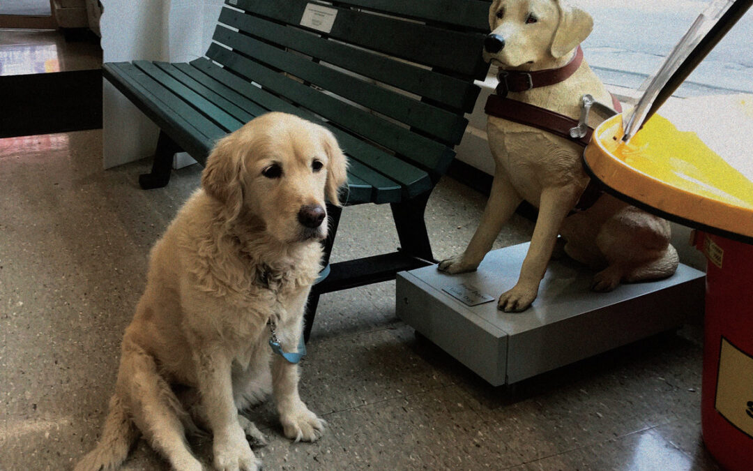 Blue Tick – Good Morning