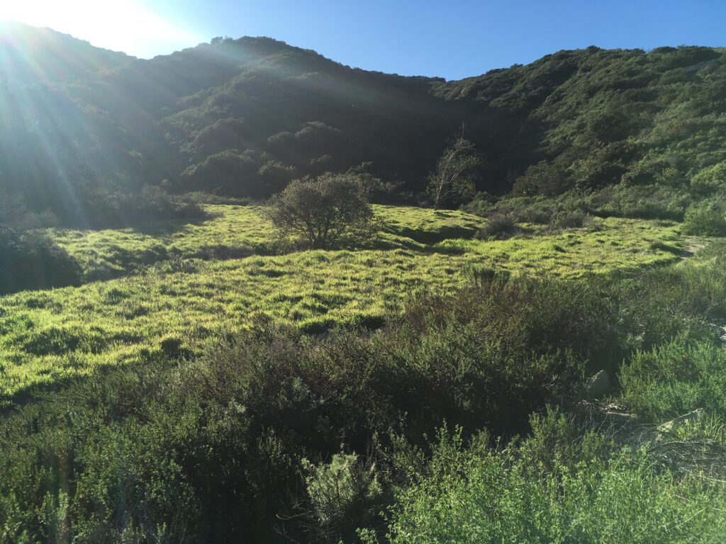 All Things Green: Environmental Politics and Community Stewardship in Laguna Beach