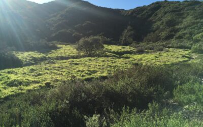 All Things Green: Environmental Politics and Community Stewardship in Laguna Beach