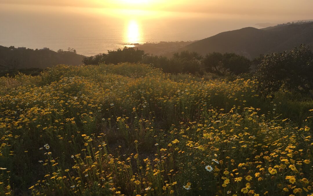 Sharael Travels: Exploring Scottsdale, Arizona